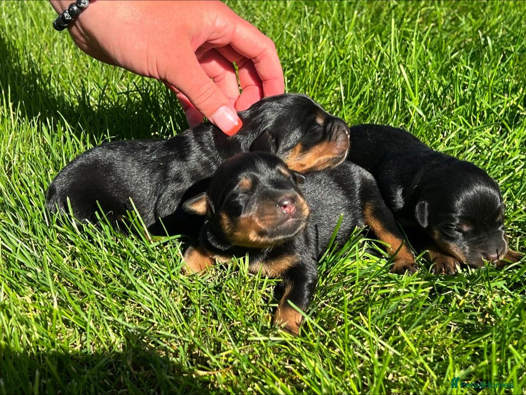 Rottweiler dogs for sale: 📅Healthy&Well-Socialised Rottweiler Pups📍 - Image 3