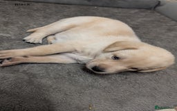 Labrador Retriever dogs for sale: Gorgeous Yellow Labrador Puppies - Image 19