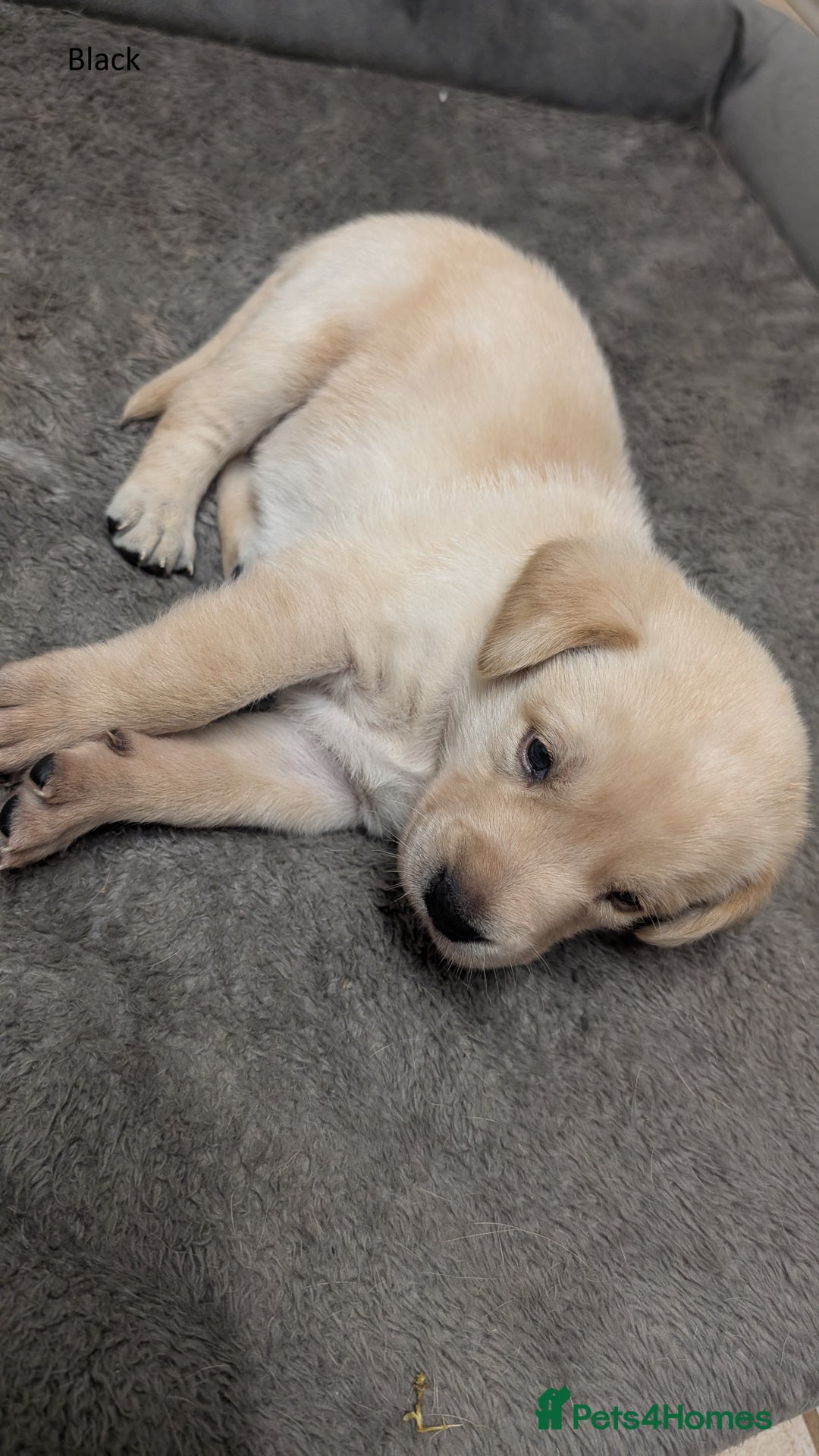 Labrador Retriever dogs for sale: Gorgeous Yellow Labrador Puppies - Image 19