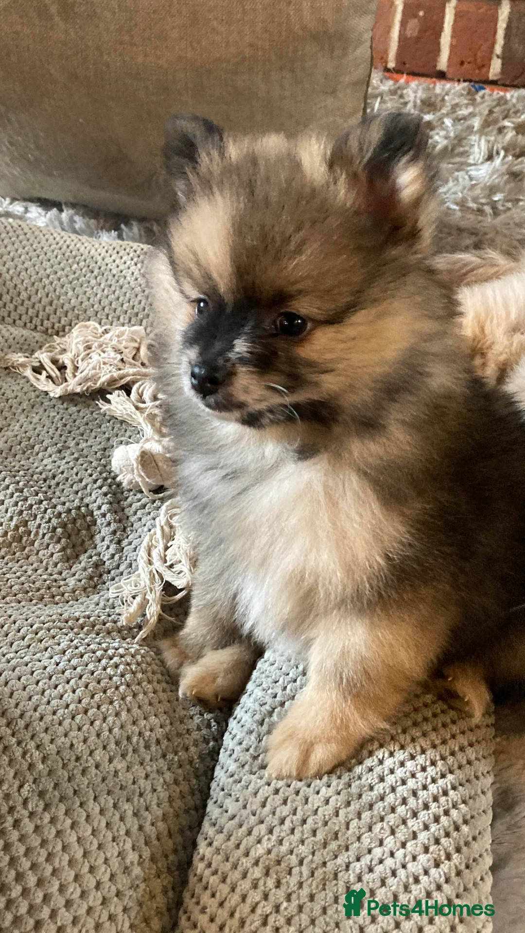 Pomeranian dogs for sale: Stunning litter of 6 Pomeranian Pups - Advert 27
