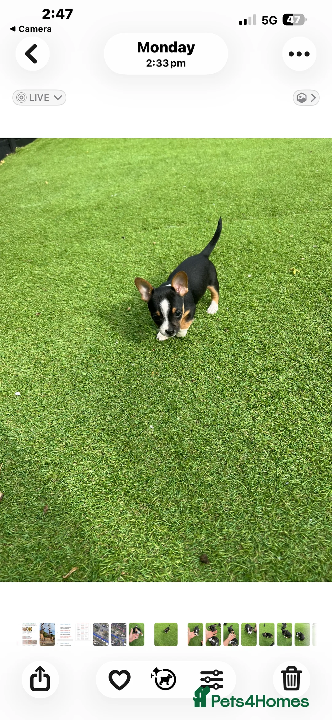 Jack Russell dogs for sale: Beautiful litter of 6 puppies  - Advert 2