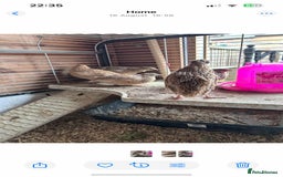 Quail poultry for sale: Group of Coturnix Quail  - Image 2