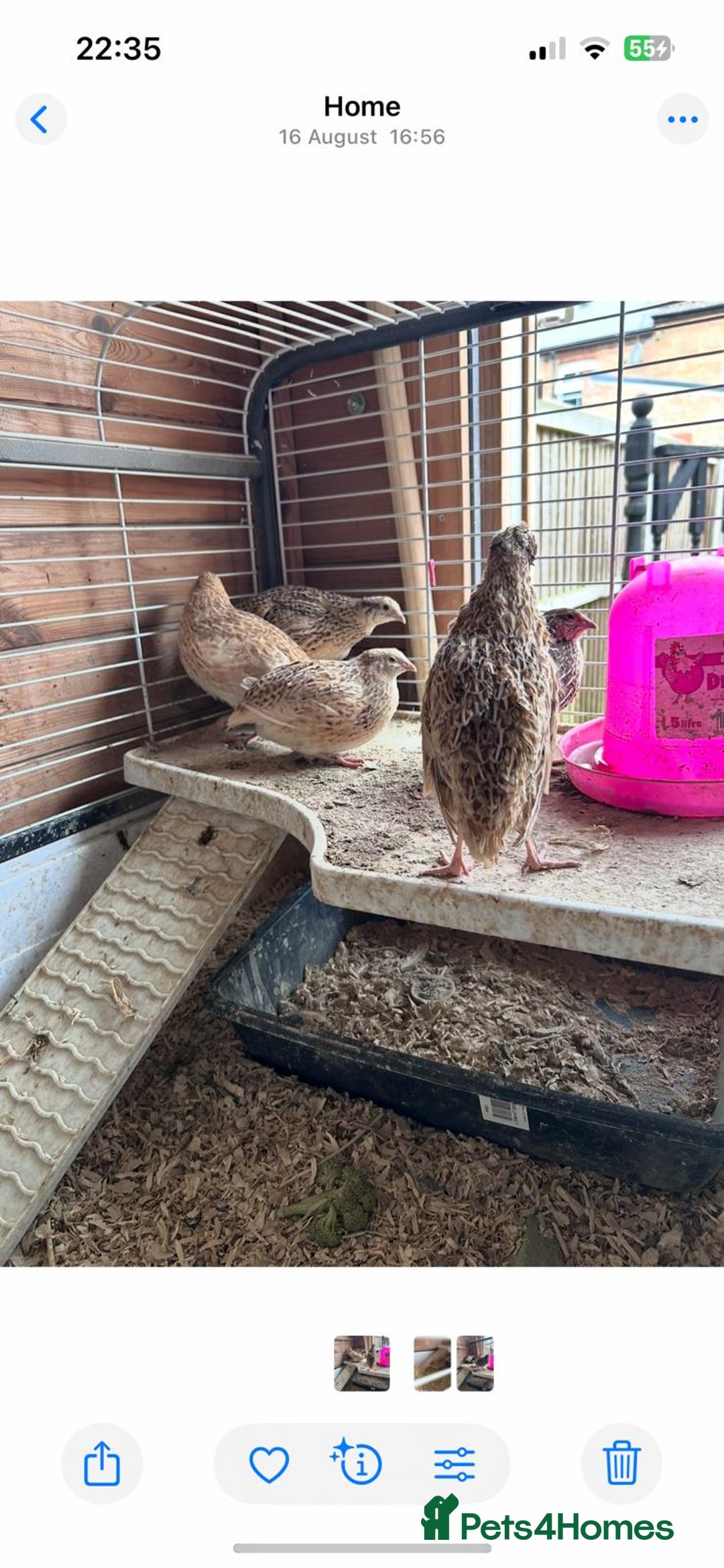 Quail poultry for sale: Group of Coturnix Quail  - Image 2