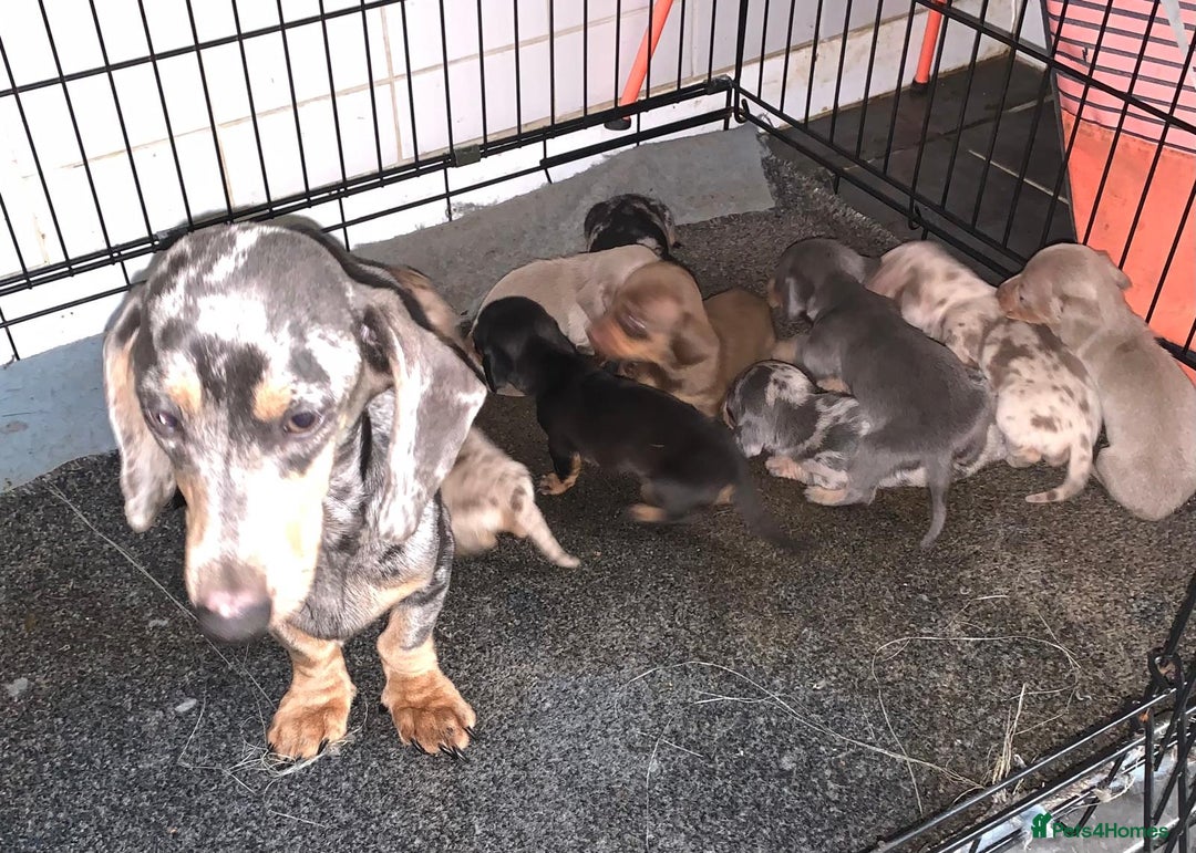 Miniature Dachshund dogs for sale: Stunning litter of mini dachshunds  - Advert 12