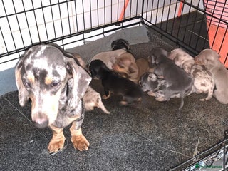 Miniature Dachshund dogs Stunning litter of mini dachshunds - Advert 1