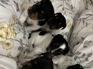 Jack Russell dogs Jack russel puppy’s - Advert 16