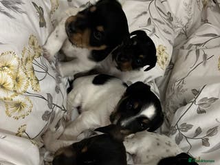 Jack Russell dogs Jack russel puppy’s - Advert 7