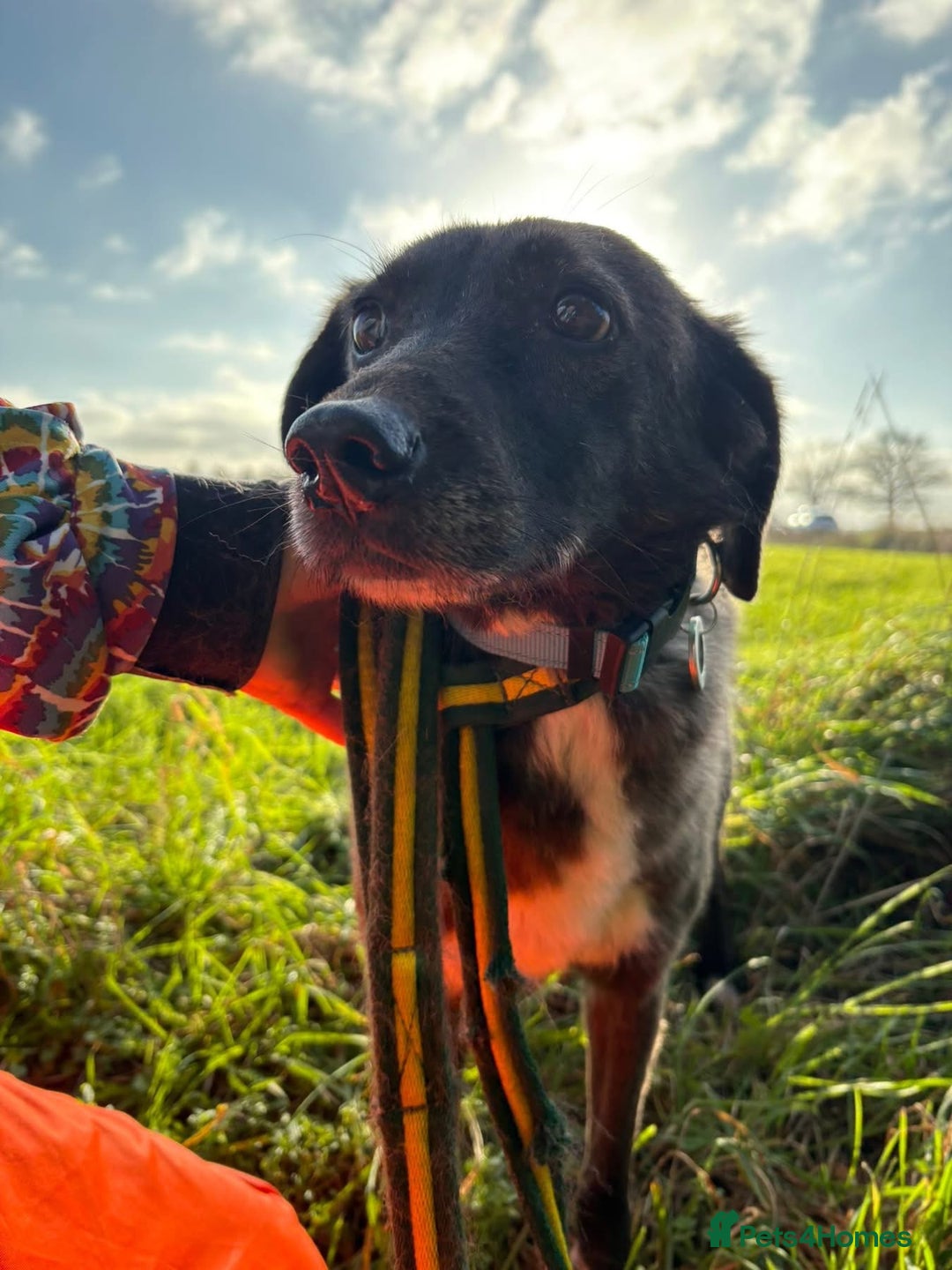 Mixed Breed dogs for adoption: Felice - Norwich Norfolk  - Advert 4