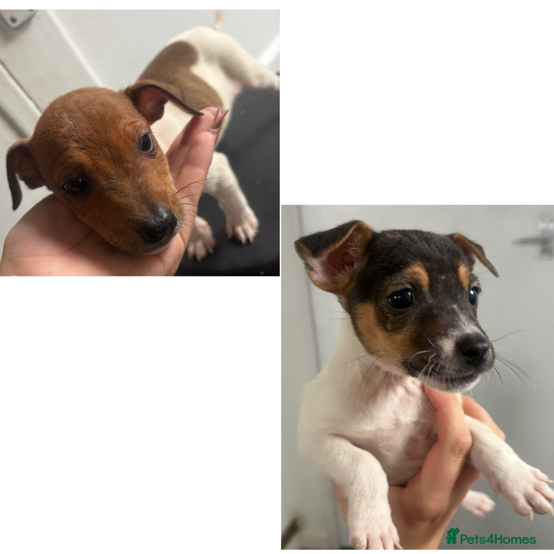 Jack Russell dogs Jack Russell puppies  - Advert 9