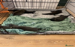 Cane Corso dogs for sale: Beautiful Cane Corso Puppies - Image 2