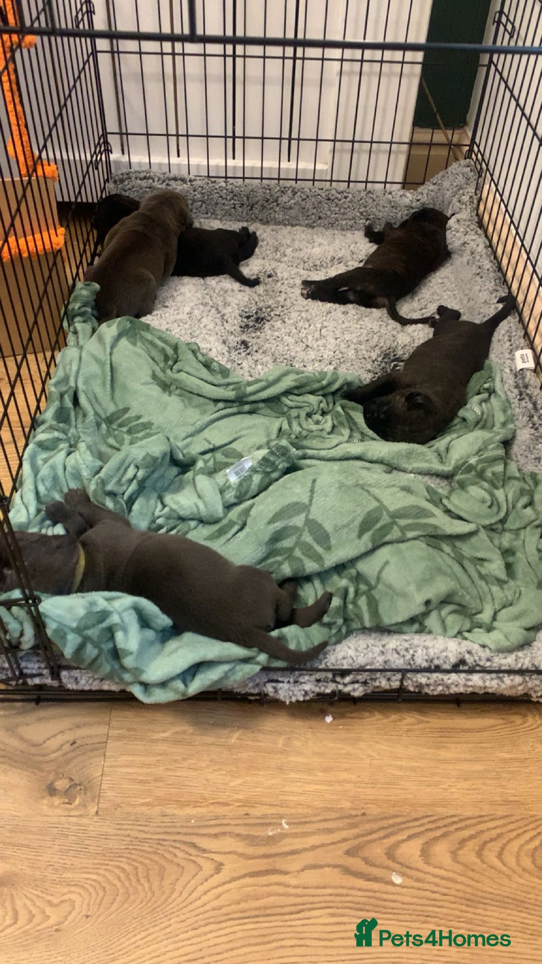 Cane Corso dogs for sale: Beautiful Cane Corso Puppies - Image 2