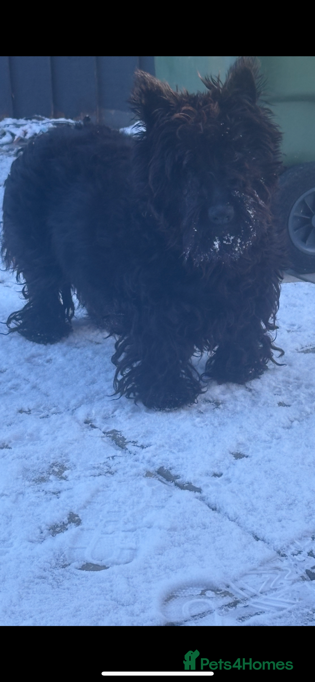 Scottish Terrier dogs for sale: Beautiful Scottish terrier puppy  - Advert 1