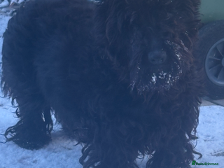 Scottish Terrier dogs Beautiful Scottish terrier puppy - Advert 18