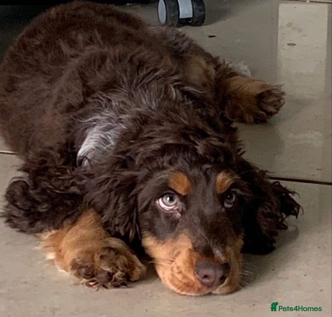 Cocker Spaniel dogs for sale: 100% Kc Show Cockers (Health Tested Clear) - Image 4