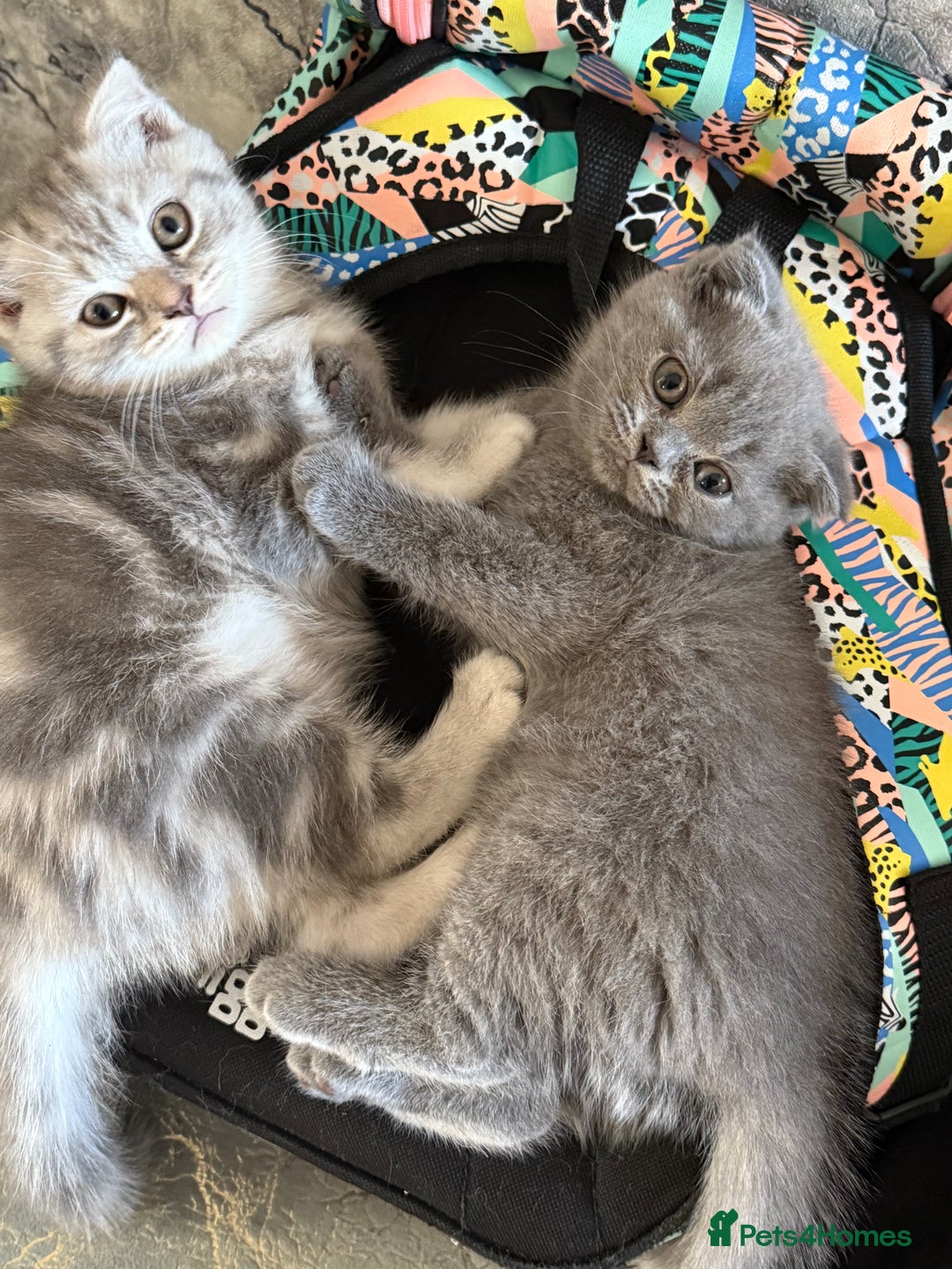 British Shorthair cats for sale: British short hair  in Heckmondwike - Image 17