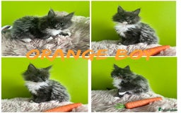 Maine Coon cats for sale: 5 Generation pedigree BLACK SMOKE kittens  - Image 8