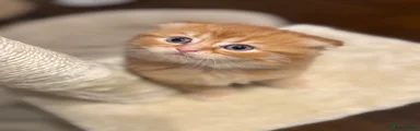 Scottish Fold