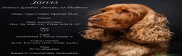 Cocker Spaniel dogs for sale: 🐾Beautiful Puppies -Expected Loving Family Home🐾 - Advert 2