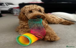 Cockapoo dogs for sale: Beautiful F1 Cockapoo - Image 3