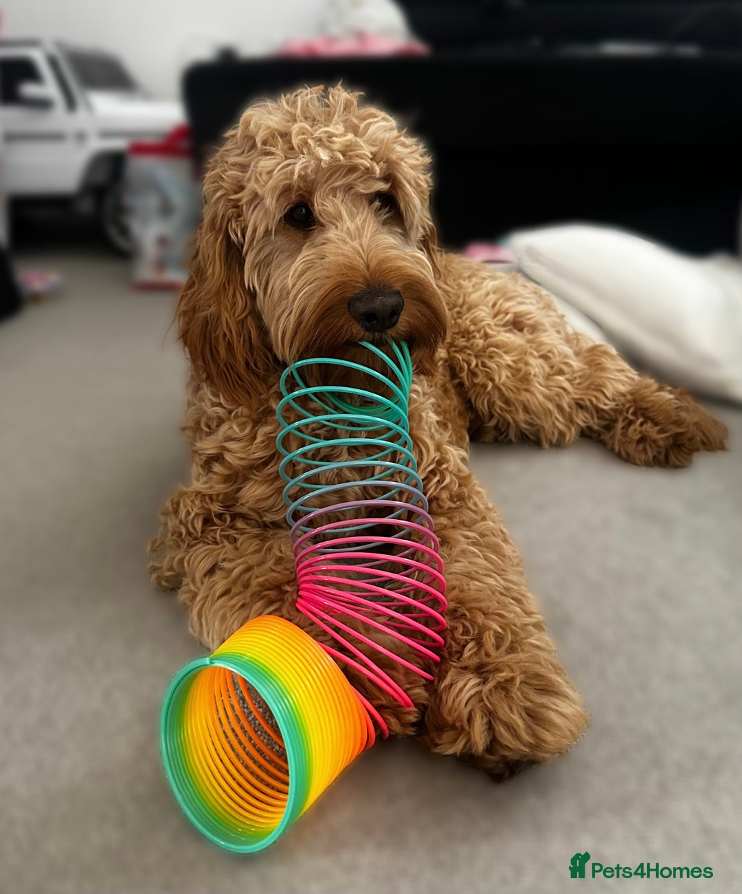 Cockapoo dogs for sale: Beautiful F1 Cockapoo - Image 3