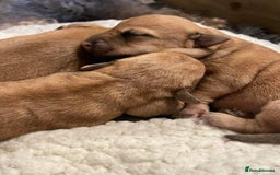 Soft Coated Wheaten Terrier dogs for sale: Beautiful Quality Soft Coated Wheaten Terriers  - Image 11