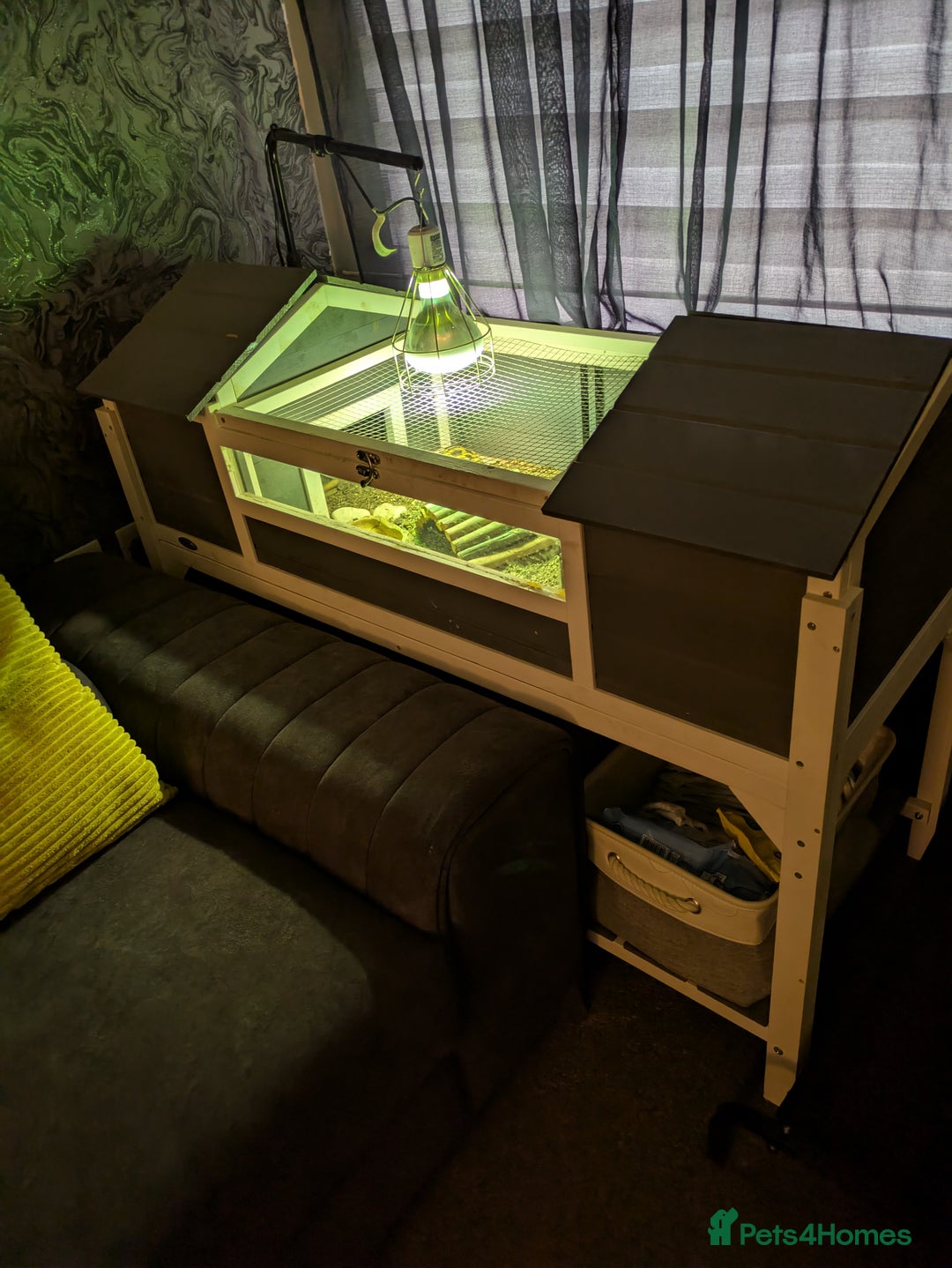Tortoise reptiles for sale: Horsfield tortoise  - Image 2