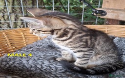 Mixed Breed cats for sale: Maine Coon X Kittens  in Coventry - Image 5