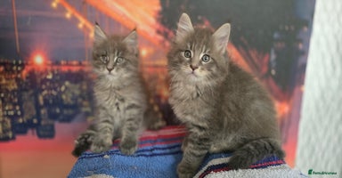 Maine Coon cats - Advert 15