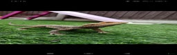 Bearded Dragon reptiles for sale: Leonard the bearded dragon  - Advert 2