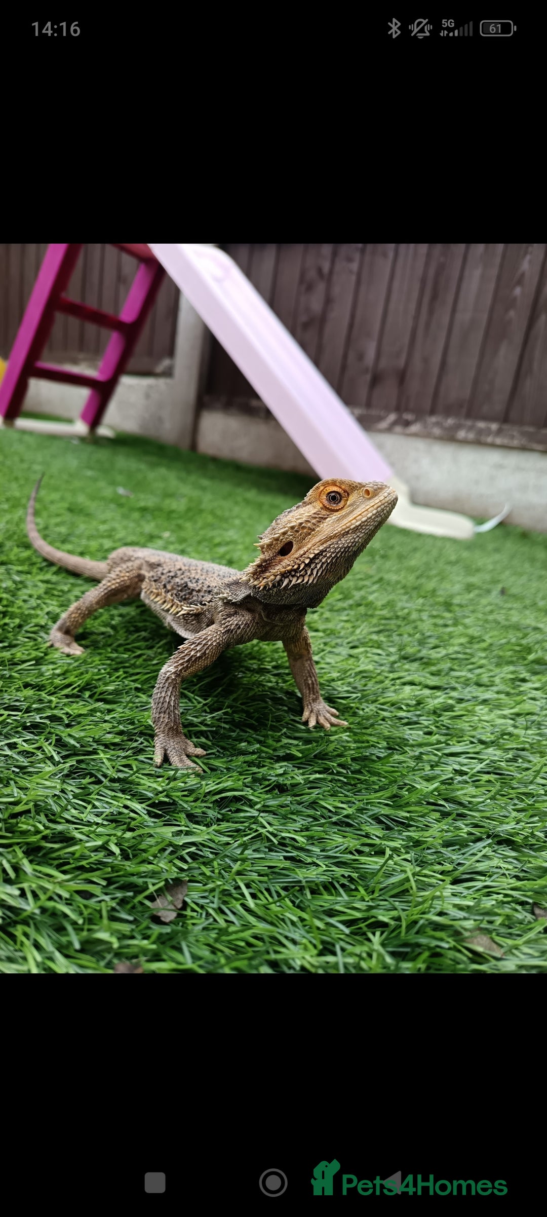 Bearded Dragon reptiles for sale: Leonard the bearded dragon  - Advert 2