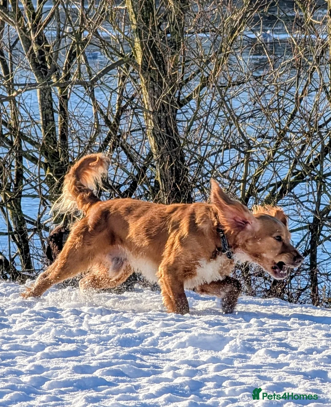 Cocker Spaniel dogs for sale: Beautiful male cocker spaniel  - Advert 2