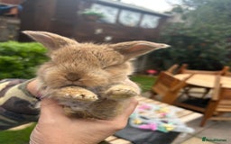 French Lop rabbits for sale: Pure French lop baby bunnies for sale  - Image 5