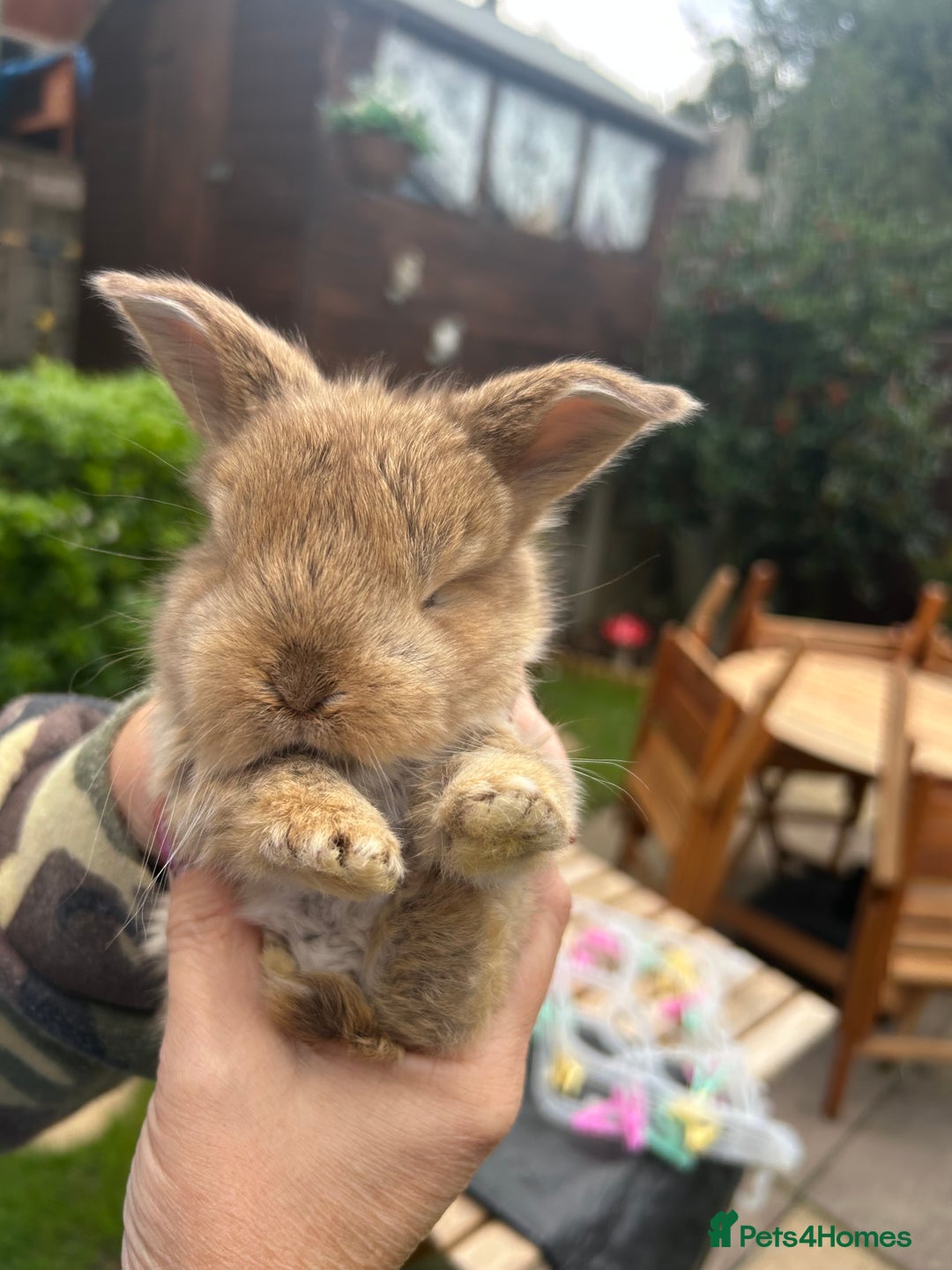 French Lop rabbits for sale: Pure French lop baby bunnies for sale  - Image 5
