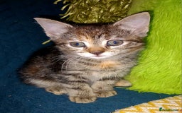 Mixed Breed cats for sale:  beautiful kittens looking for their forever homes - Image 2