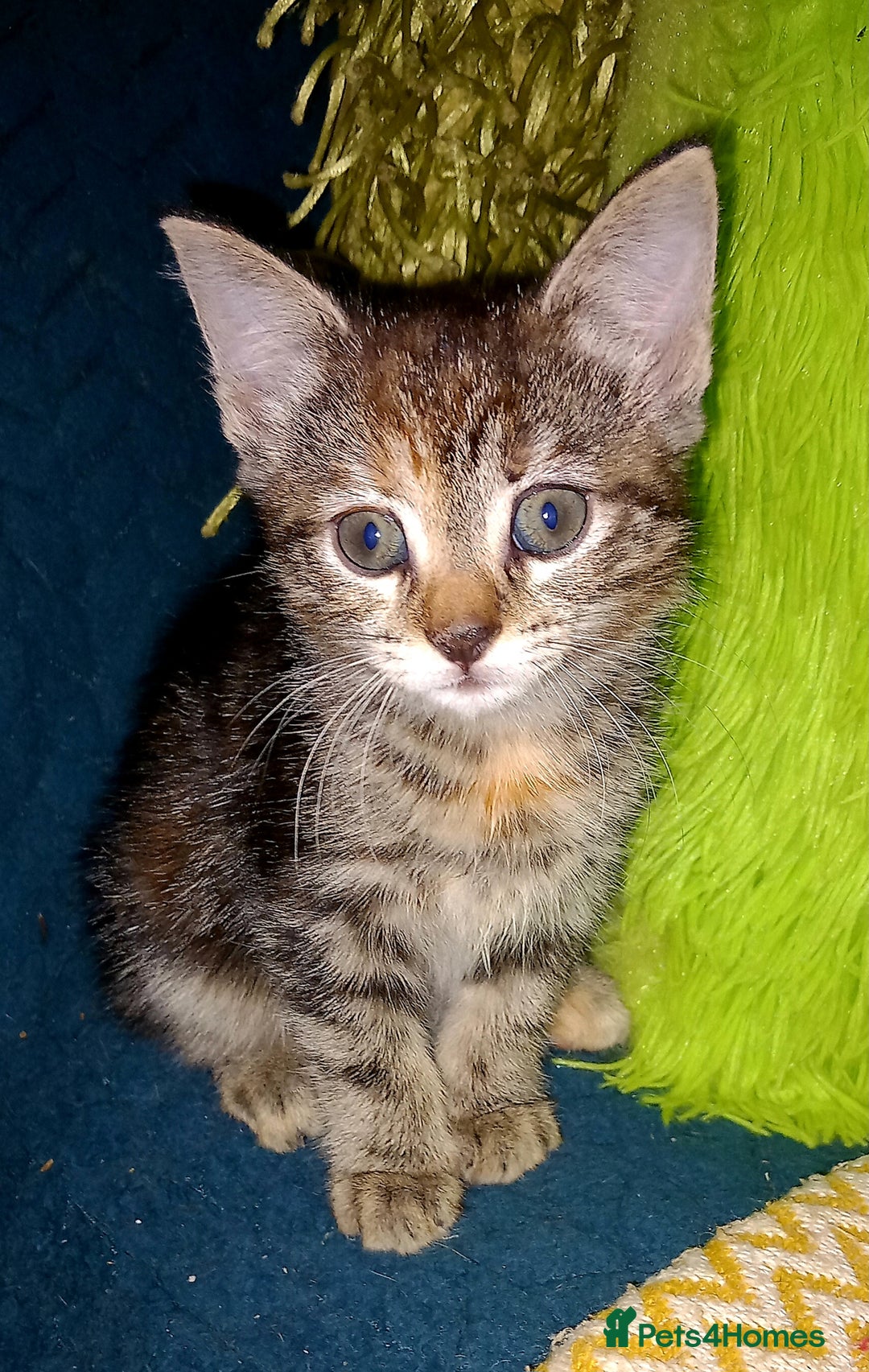 Mixed Breed cats for sale:  beautiful kittens looking for their forever homes - Image 2