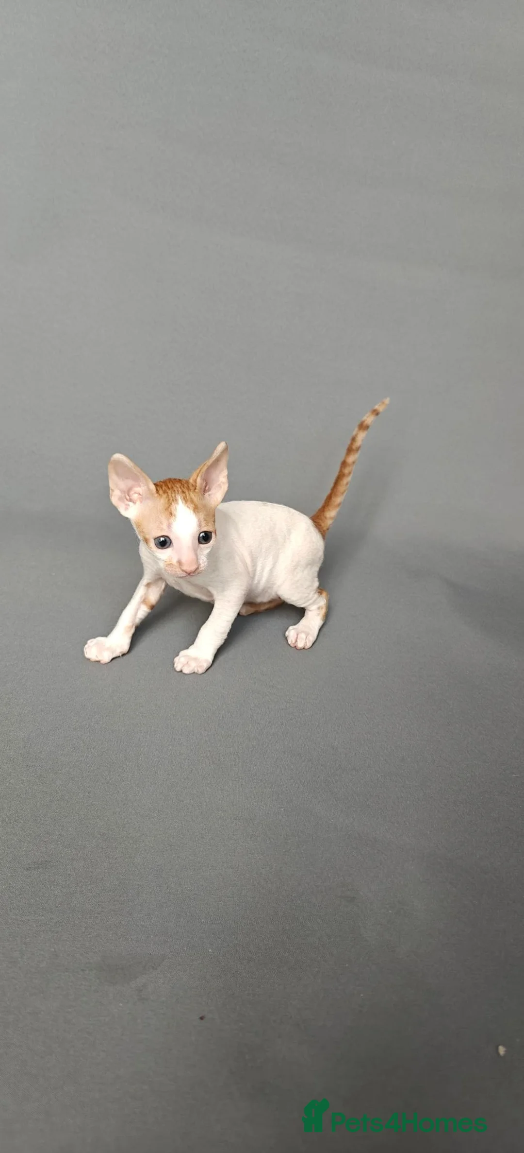 Cornish Rex cats for sale: Cornish Rex Kittens Available for Reservation  - Advert 35