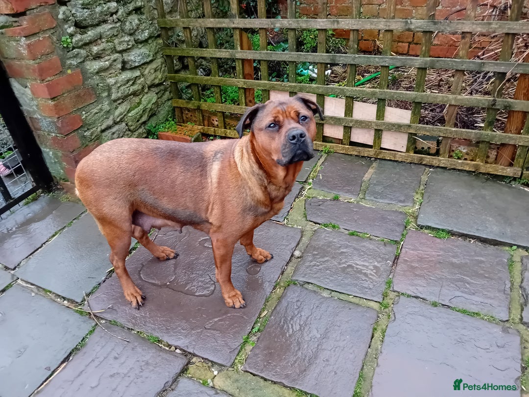 English Bulldog dogs for sale: Beautiful bulldog x rotty mastiff - Advert 34