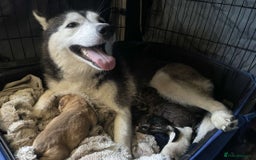 Siberian Husky dogs for sale: Price negotiable, Husky mix - Image 2
