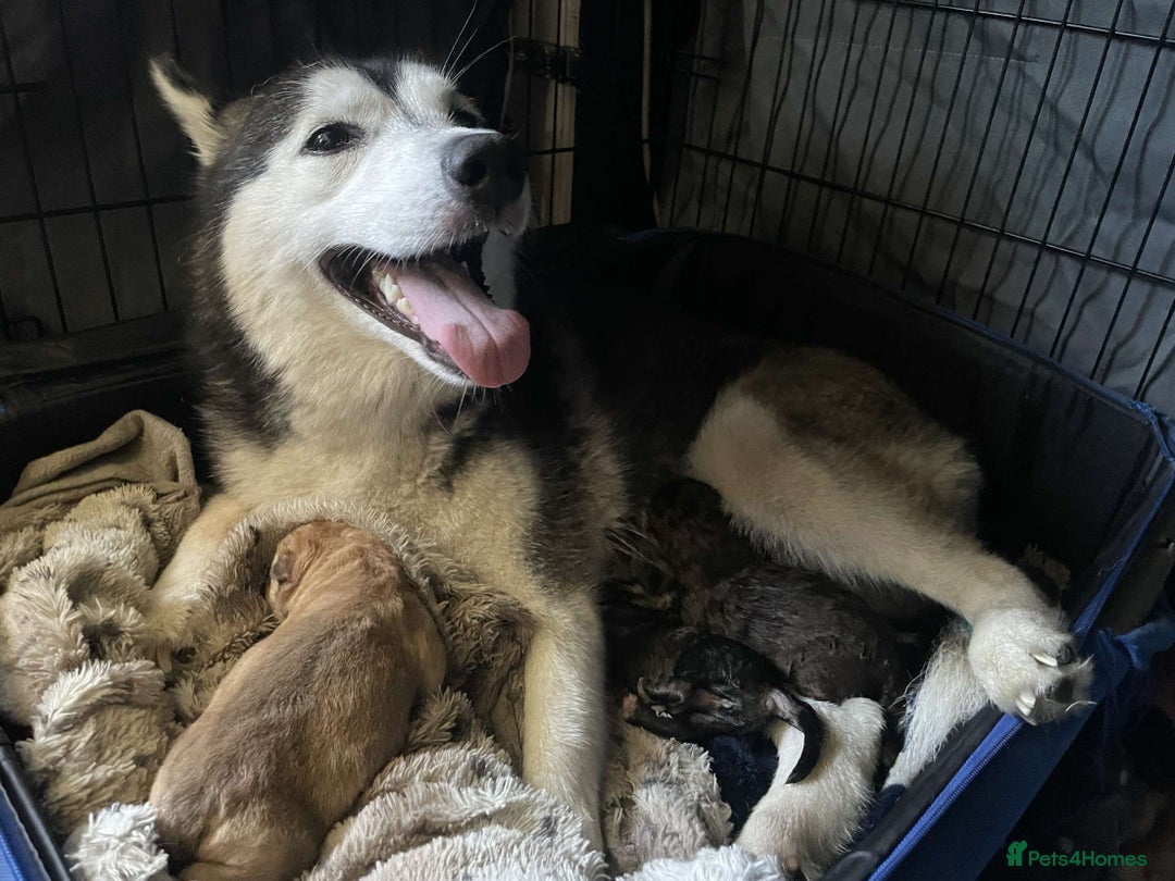 Siberian Husky dogs for sale: Price negotiable, Husky mix - Image 2