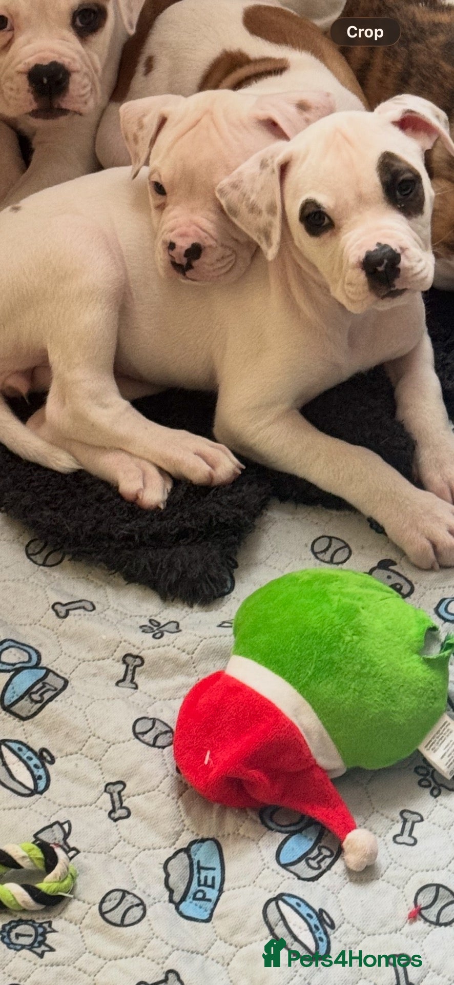American Bulldog dogs Last female American bulldog puppies  - Advert 5