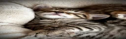 Ragdoll cats for sale: 🐾 Exceptional Ragdoll × Bengal Kittens 🐾 - Advert 8
