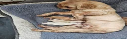 Shih Tzu dogs for sale: Ready now  - Advert 2