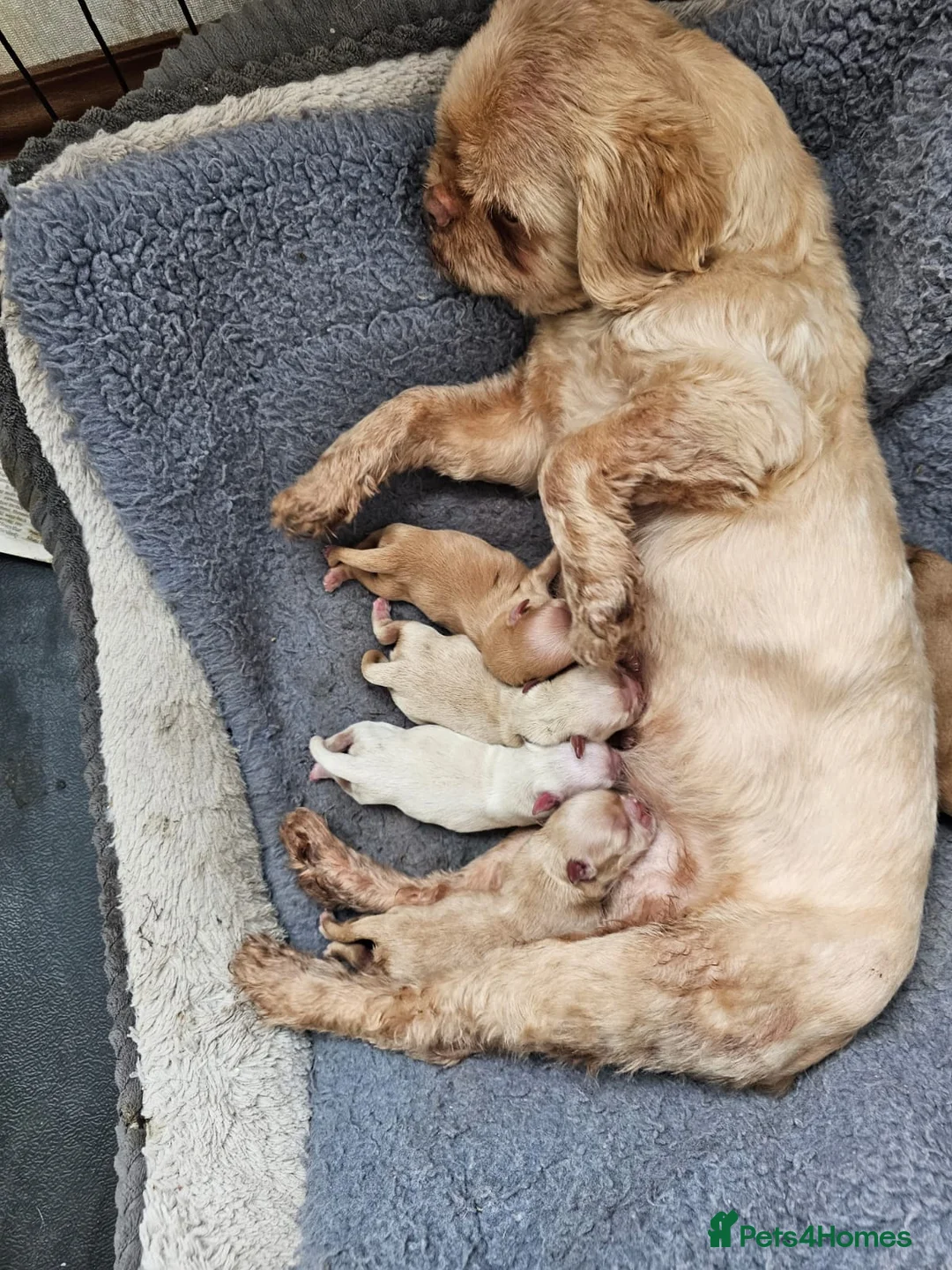 Shih Tzu dogs for sale: Ready now  - Advert 2