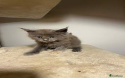 Maine Coon cats for sale: Main coon kittens  - Image 13