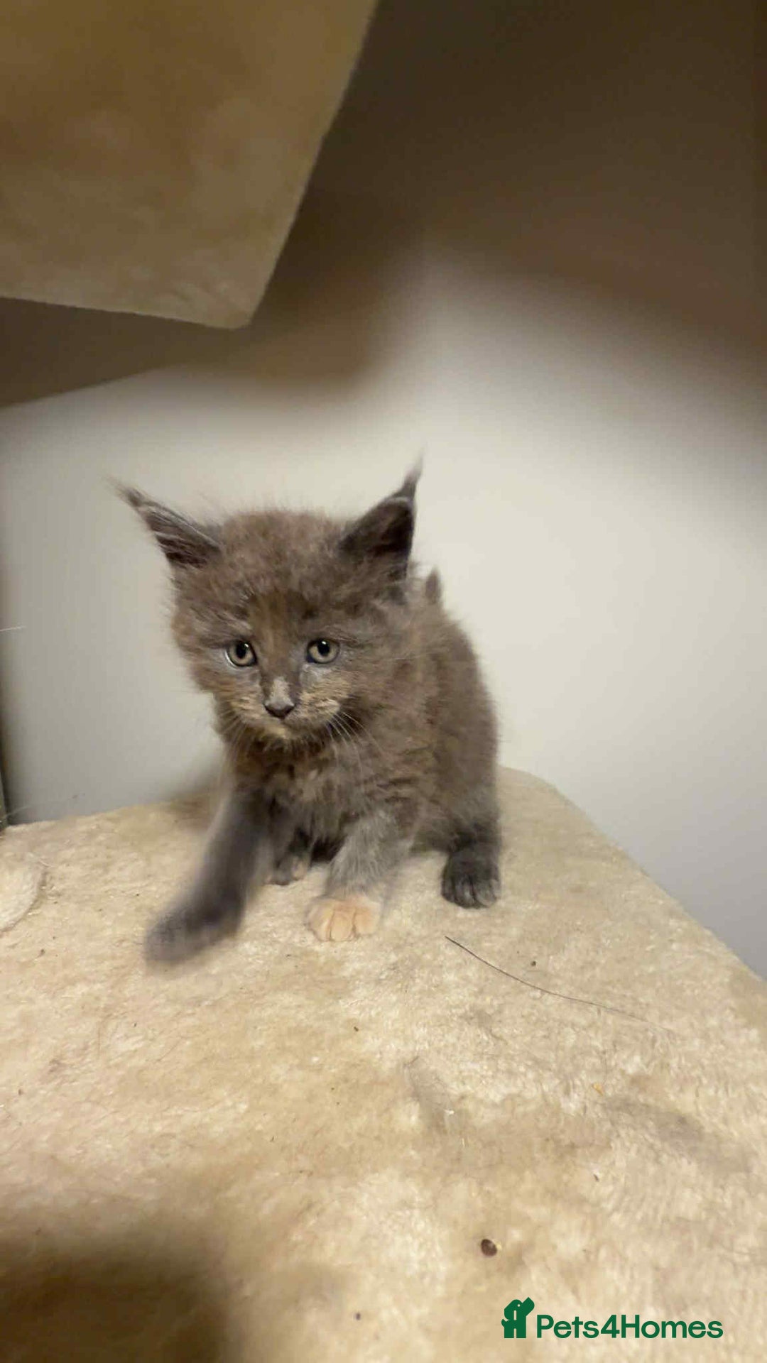 Maine Coon cats for sale: Main coon kittens  - Image 13