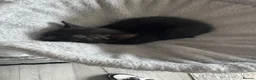 Mixed Breed cats for sale: 4 kittens looking for their forever home - Advert 5