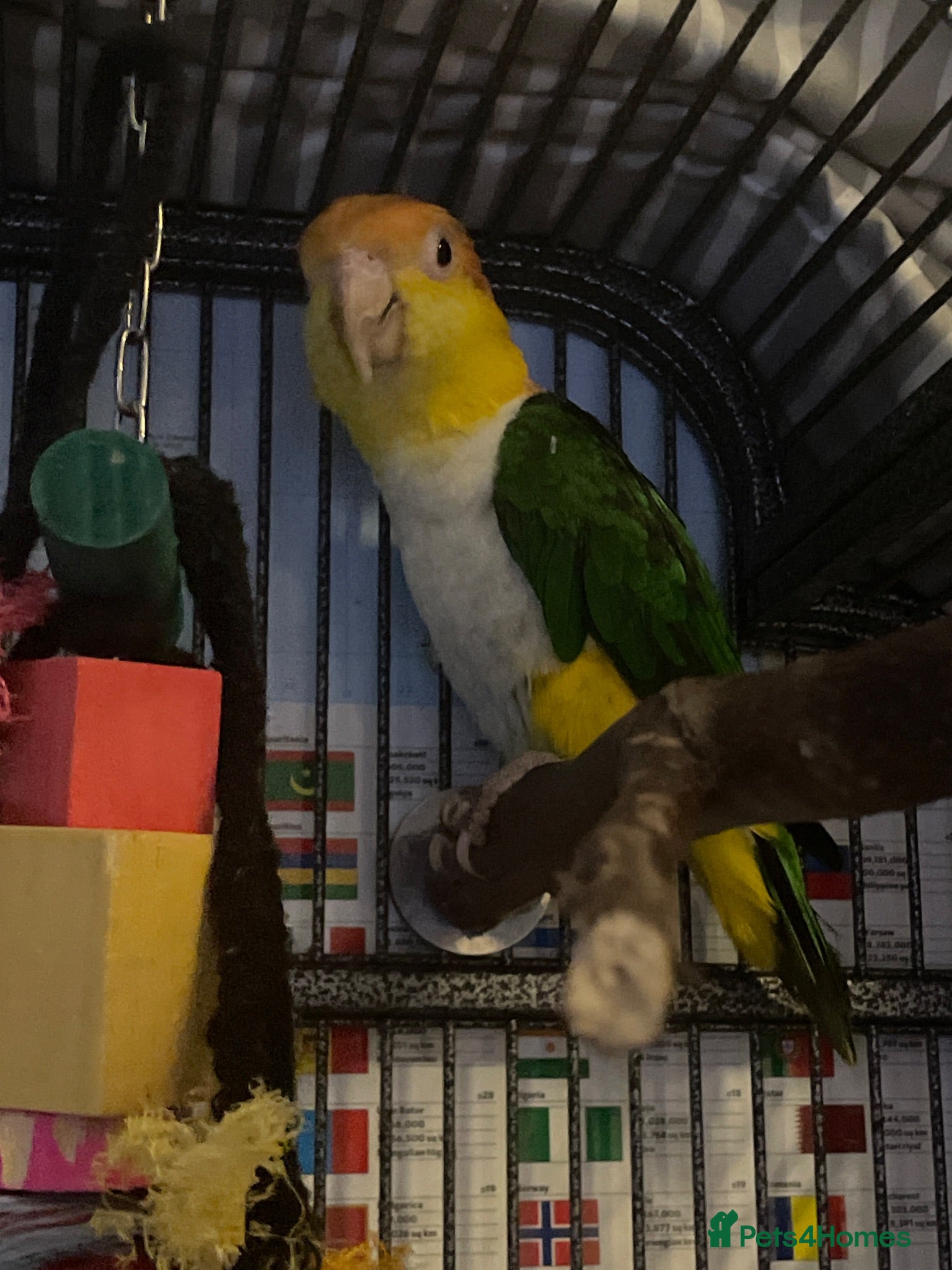 Parrots birds Yellow caique parrot - Advert 4