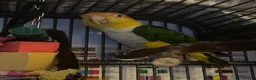 Parrots birds for sale: Yellow caique parrot in Telford - Advert 1