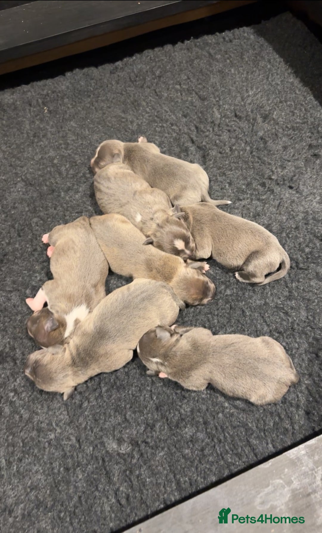 Staffordshire Bull Terrier dogs for sale: Stunning Staff Puppies  - Image 2
