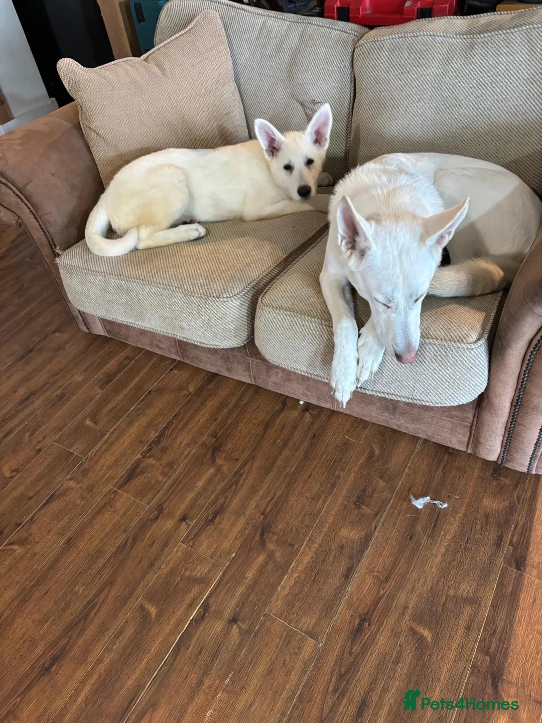 White Swiss Shepherd dogs for sale: Ariande - Advert 2